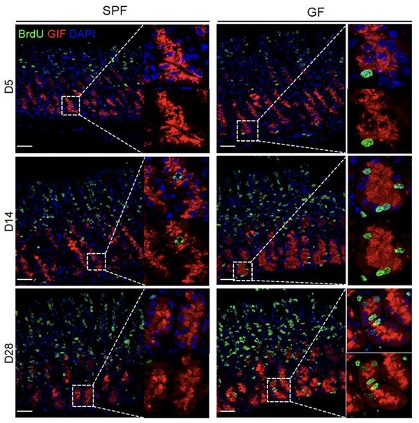 [그림1] 붉은색(GIF)과 초록색(BrdU) 염색성이 같이 나타나는 부분이 주세포를 나타내며, 관찰 기간이 길어질수록 그림 왼쪽 일반마우스(SPF)에 비해 오른쪽 무균 마우스(GF)에서 주세포의 증가가 위 점막의 기저부에서 뚜렷하게 나타났다. (연세의료원 제공)