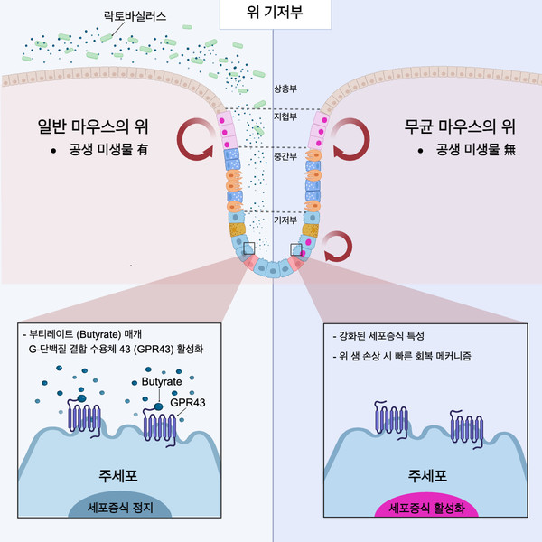 [그림2] 위장 내 미생물에 의한 주세포 증식 과정 모식도(위 내 존재하는 공생 미생물이 부티레이트를 생성해 분비함으로써 주세포의 증식 능력을 조절한다. (연세의료원 제공)