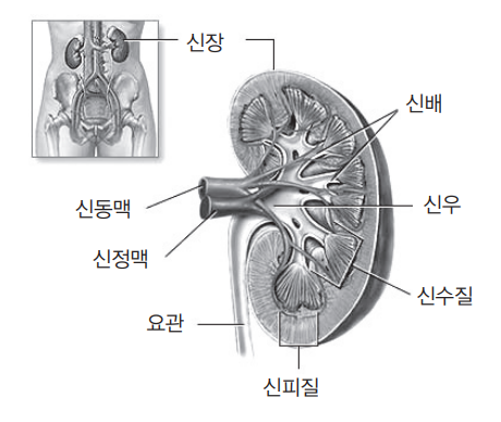 신장 단면도.