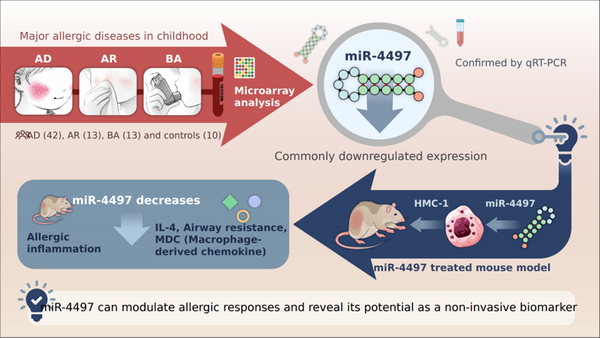 miR-4497은 알레르기 반응을 조절하고 비침습적 바이오마커로서의 잠재력을 보여줌.