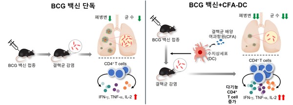 BCG 백신 단독 마우스 그룹보다 수지상세포 병용 그룹에서 결핵 백신 효과가 뛰어났다..