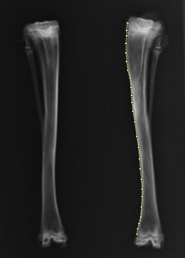 토끼의 좌측 정강이뼈에 작은 구멍을 만들고 방사선학적 평가를 통해 양측 뼈의 길이와 모양를 비교.