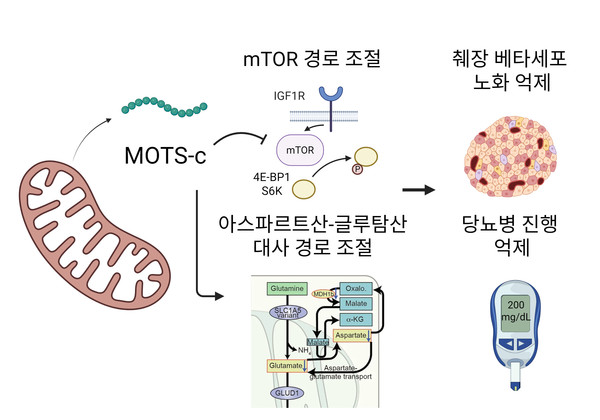 MOTS-c가 mTOR 및 아스파르트산–글루탐산 대사 경로를 조절해 췌장 베타세포 노화를 억제하고, 인슐린 기능을 보존함으로써 당뇨병 진행을 늦추는 기전 모식도. (서울대병원 제공)