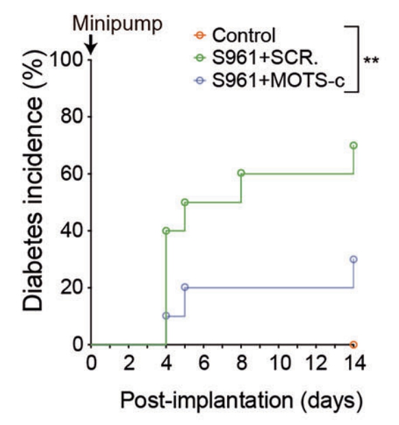 제2형 당뇨병 모델(S961 유도 마우스)에서 MOTS-c 투여 시 당뇨병 발병률이 대조군(70%)보다 현저히 낮고, 약 30% 수준에 머물러 발병이 지연된 효과가 확인됨. (서울대병원 제공)