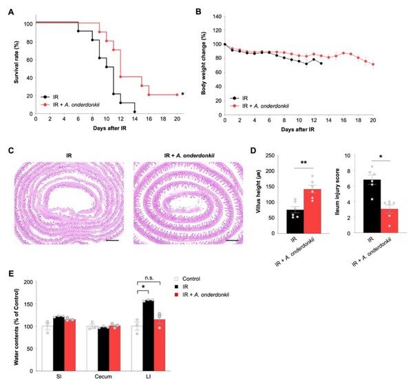 구축한 마우스 모델에 7.5 Gy의 방사선을 조사한 뒤 A. onderdonkii 를 투여하고, 20일간 생존과 체중 변화를 추적하였음. 방사선 단독군(IR)에서는 14일 이내 100% 사망, A. onderdonkii 투여군(IR+Ao)에서는 40% 정도 생존율을 보였음. 확보한 마우스 모델의 장 조직을 H&E 염색을 통해 회장(ileum)의 융모 높이가 보존되고 손상 점수가 개선됨을 확인함.